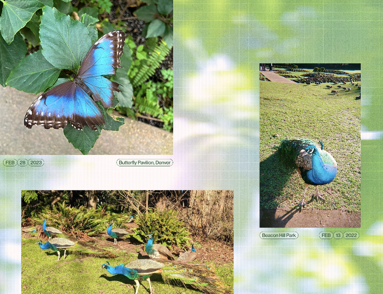 Image of the cover of a 2024 calendar made by Alanah Lam that features images of bugs and animals seen by her and her partner from 2021-2023