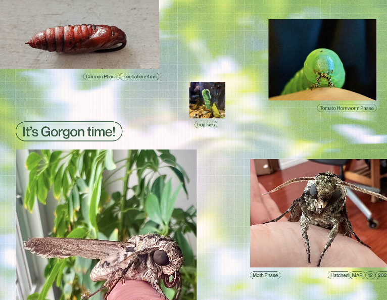 Image of the cover of a 2024 calendar made by Alanah Lam that features images of bugs and animals seen by her and her partner from 2021-2023