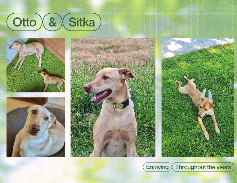 Image of the cover of a 2024 calendar made by Alanah Lam that features images of bugs and animals seen by her and her partner from 2021-2023